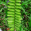 Thumbnail: Spleenworth (ebony)