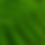 Thumbnail: Spinulose Wood fern