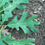 Thumbnail: White Oak