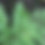 Thumbnail: Spinulose Wood fern