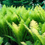 Thumbnail: Ostrich Fern