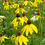 Thumbnail: Gray-headed Coneflower