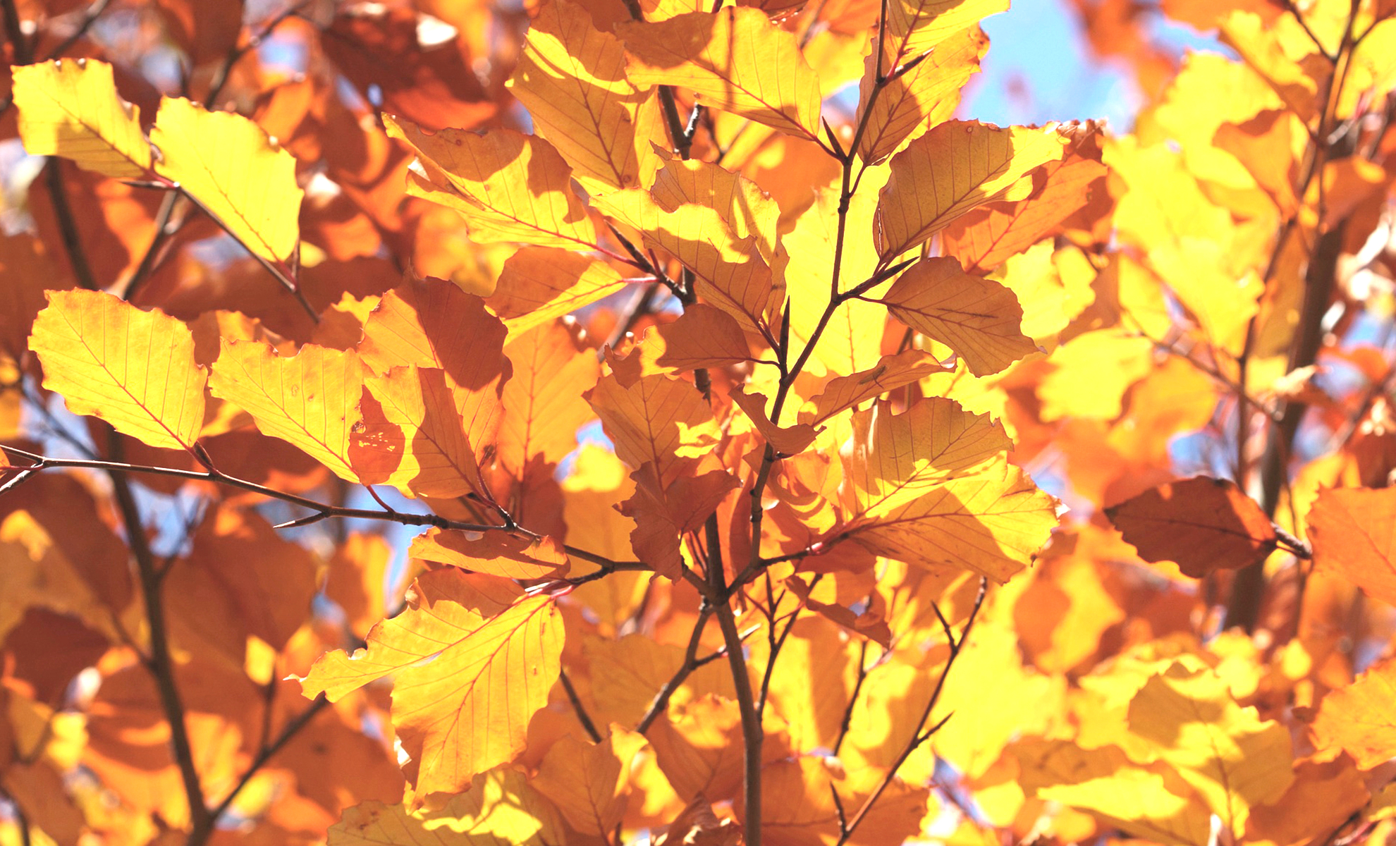 Autumn Leaves_edited.jpg