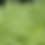 Thumbnail: Lady Fern