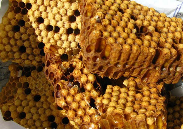 Thumbnail: Трутовый гомогенат