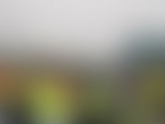 Weihnachtsbaum-Sammelaktion 2025