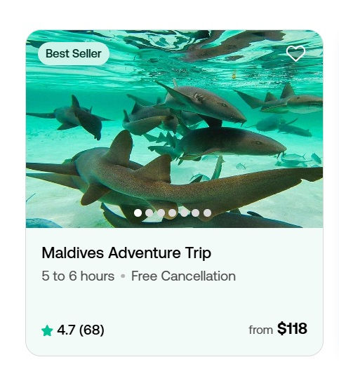 CANASWIMPIGBCHADVTR-2.jpg