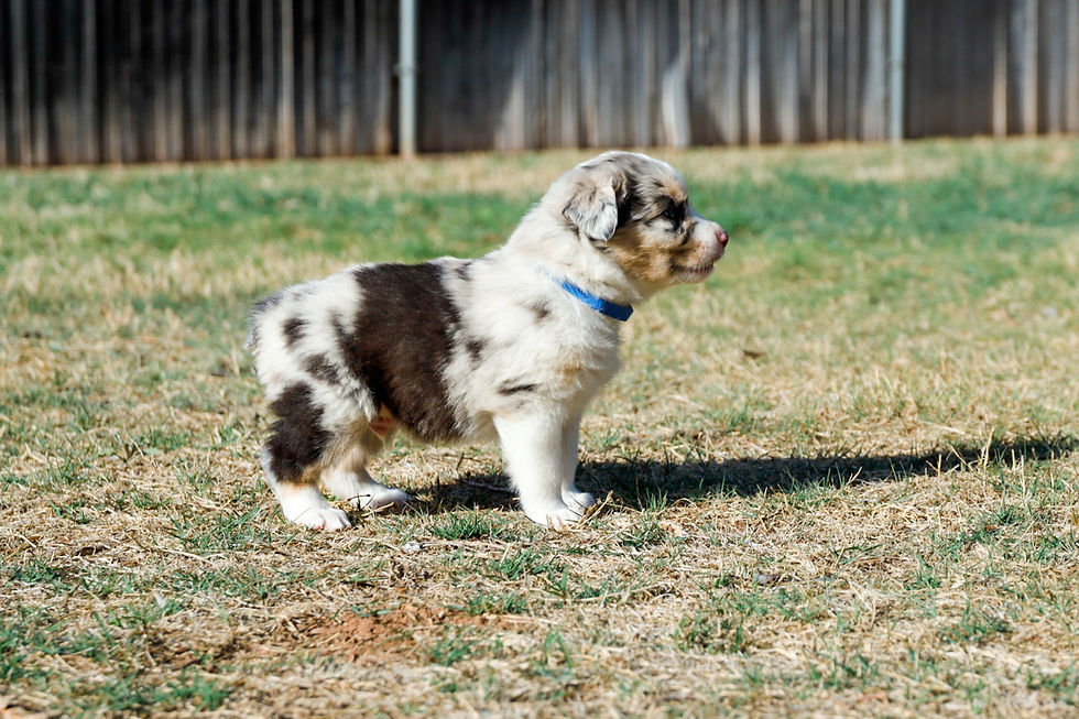 Thumbnail: Maverick (BMM)