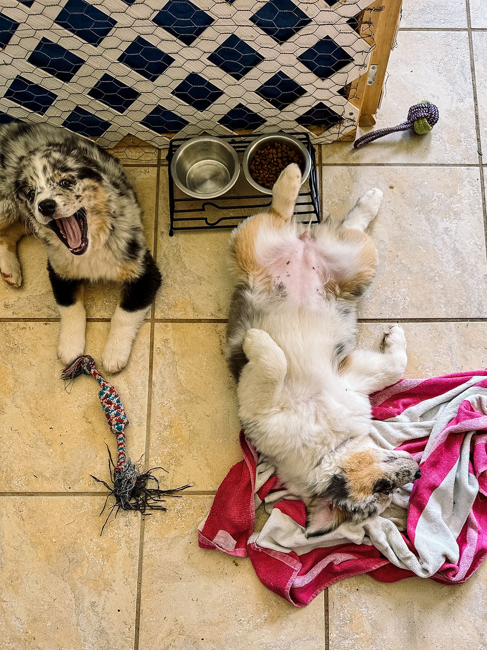 Thumbnail: Fiona (BMF)