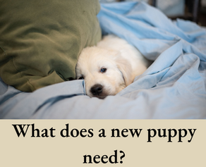 New Puppy Shopping List