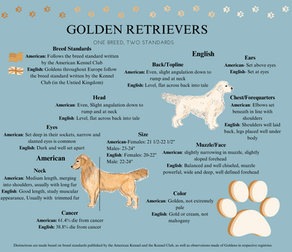 English vs. American Goldens: The Retriever across the Pond