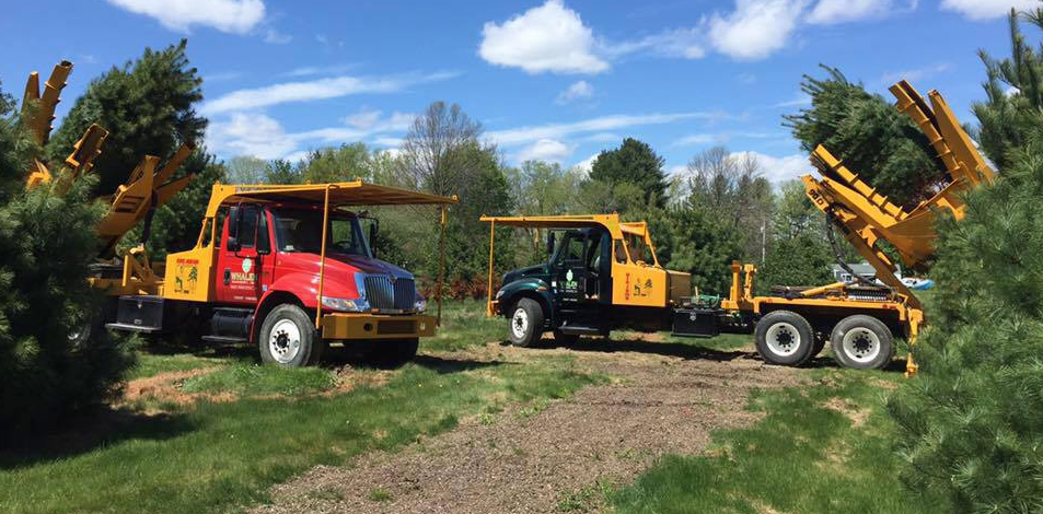 Tree spade trucks removing trees from a nursery.