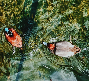 Screenshot 2025-05-12 at 9.47.11 AM.png