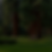 A nice Lawn with a lot of big giant sequoia trees_edited_edited_edited_edited.png