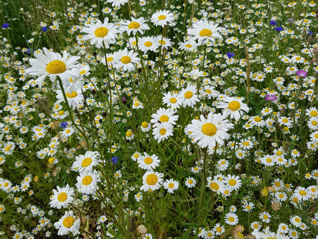 How we made our meadow