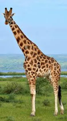 La Girafe