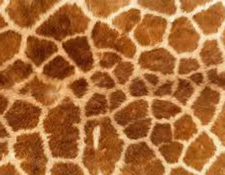 La Girafe La Girafe