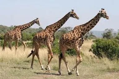 La Girafe La Girafe