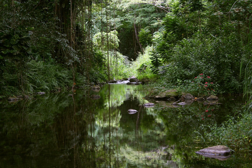 Waipio Stream, Hawaii Island