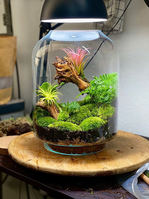 Tall Terrarium #2 | Pico's Plants