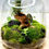 Thumbnail: Jewel Terrarium #3