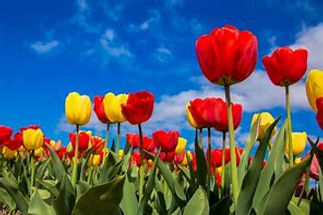 tulip meadow.jpeg