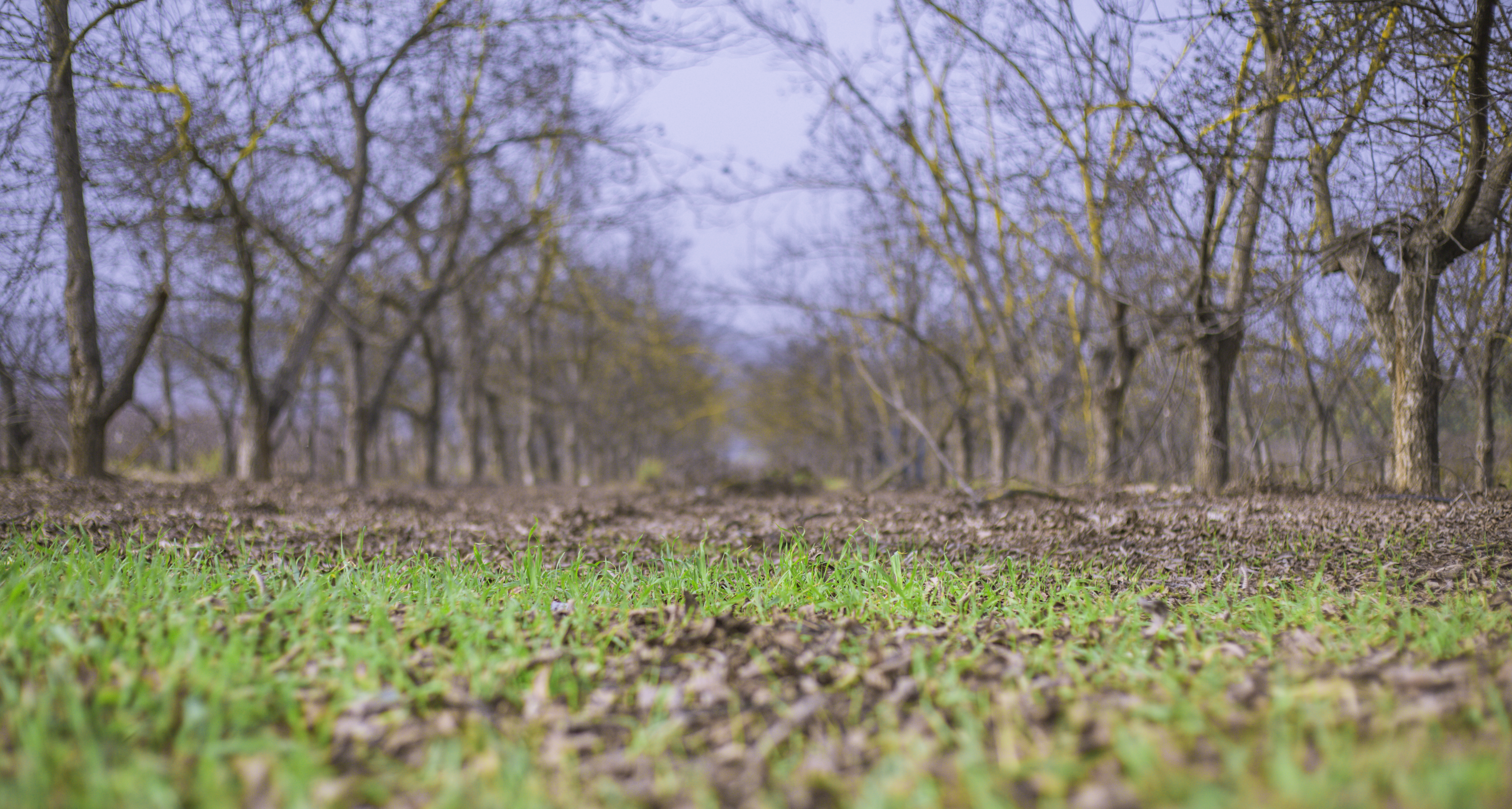 Into The Woods