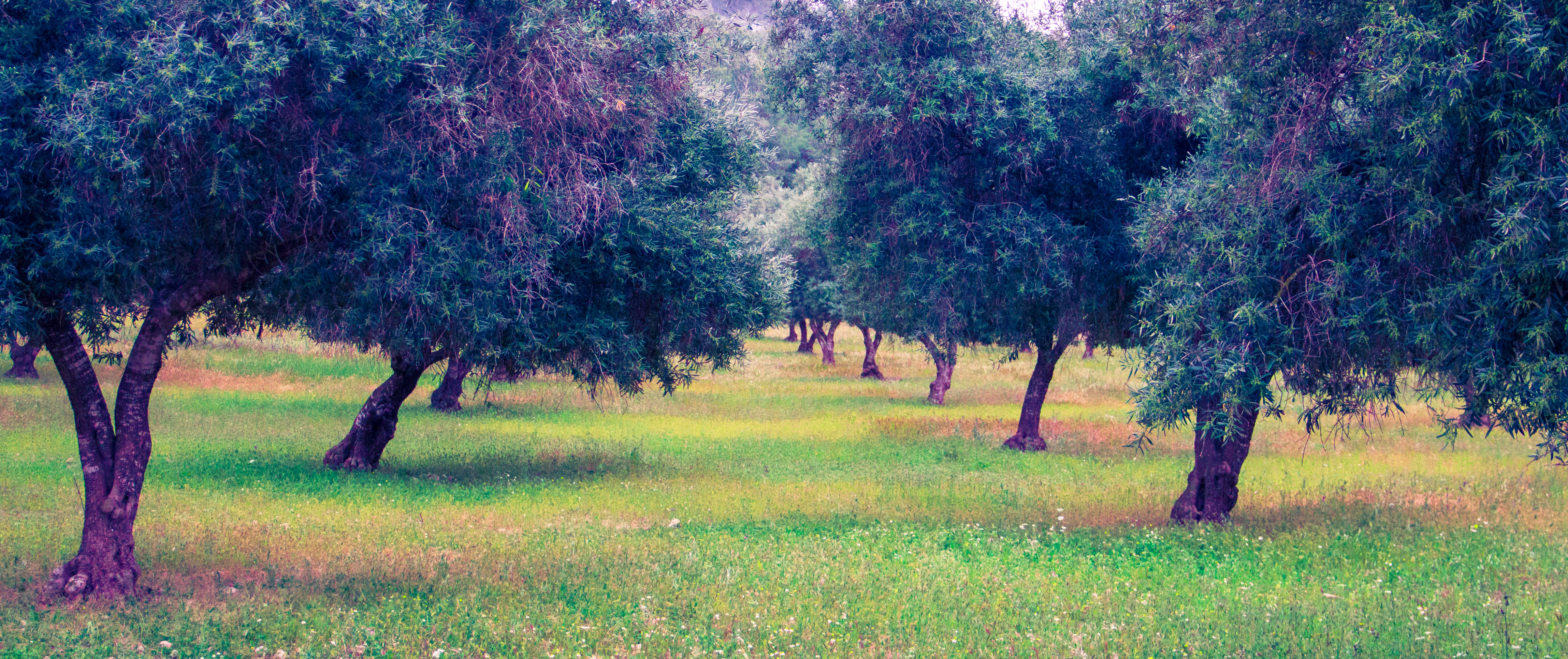 Fairy Forest