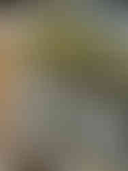 A Wine Fridge at Topolino's Terrace, with many bottles of white wine displayed. This fridge is in the waiting area of Disney's Riviera Resort at Walt Disney World.