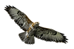 falcon 01d.png