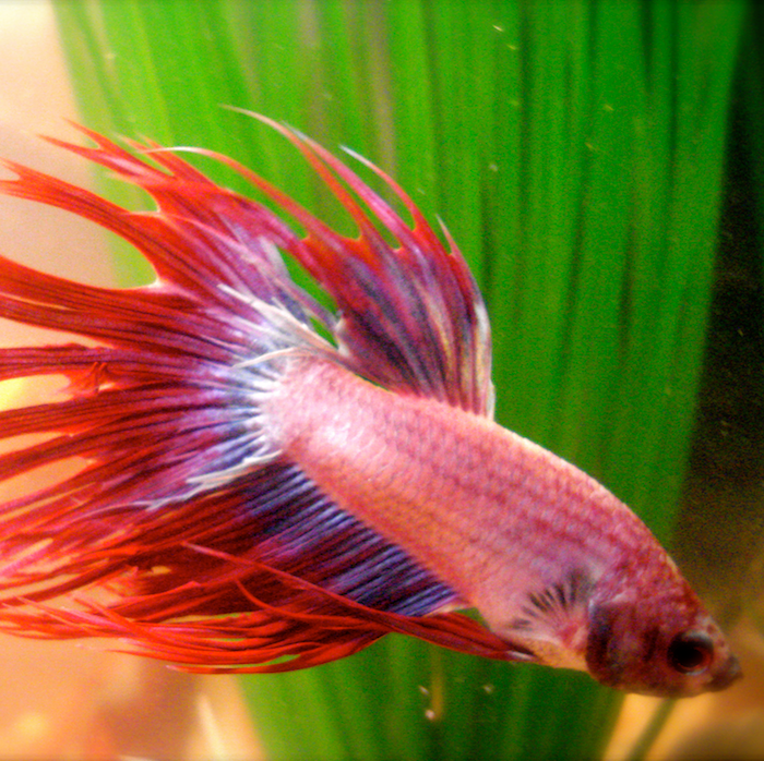 Spartacus, beta fish