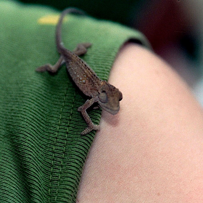 Baby chameleon in S. Africa