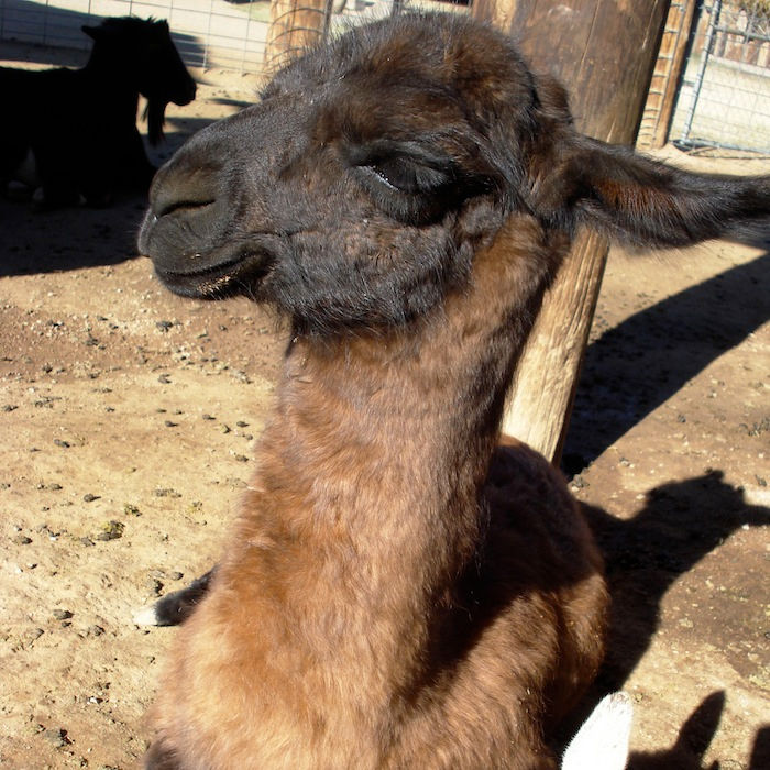 Kalua, alpaca