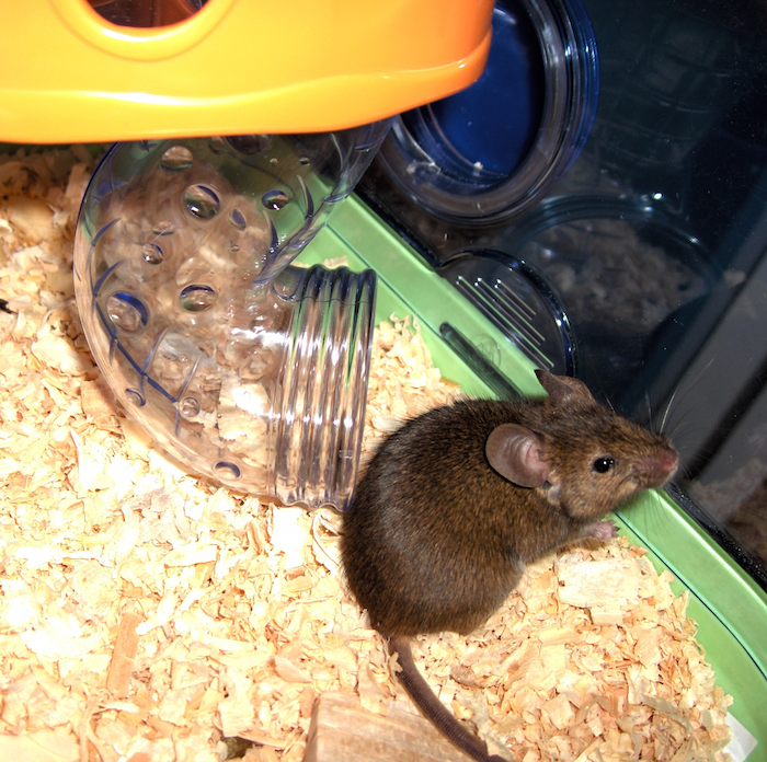 Mia, mouse