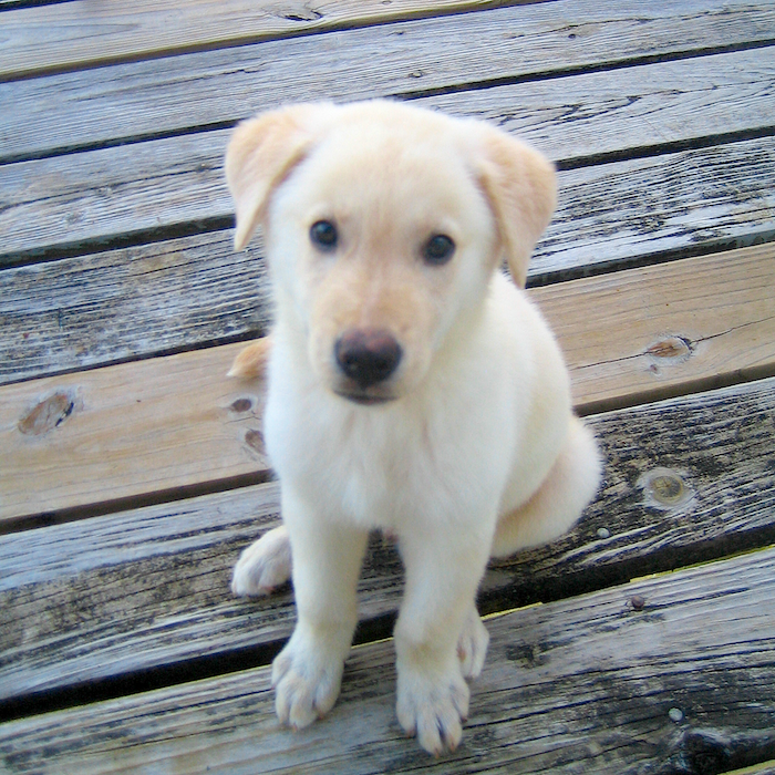 Baxter, White Shepherd