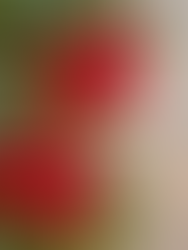 Pillow Talk Christmas Tree Bows