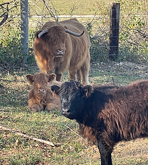A hairy red mother cow standing over two calves, one red and one black.