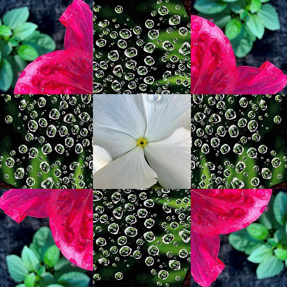 " Flower Square 10" by fine artists nan Toole