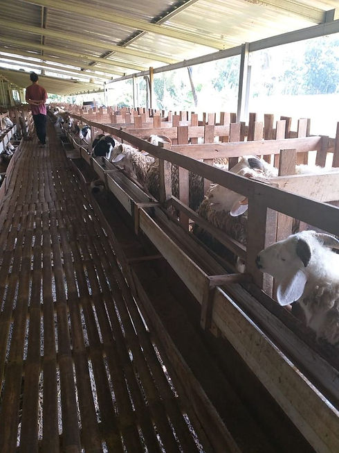 HARGA SAPI DI JOGJA YANG MURAH BISA ANDA TEMUKAN DI SINI.jpg