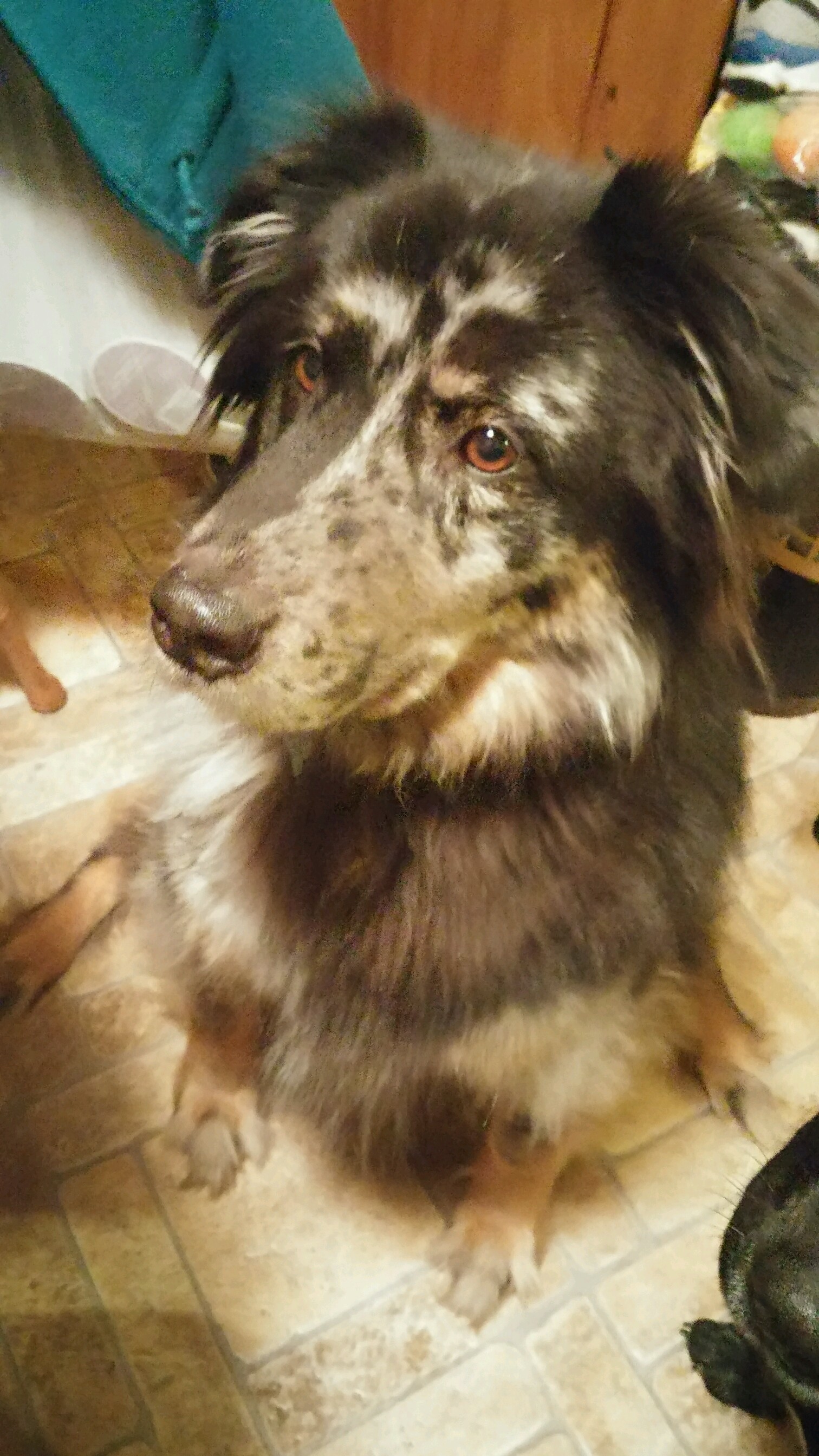 Animal House About Us