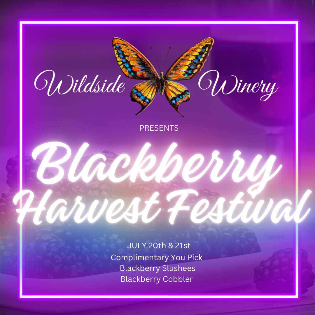 Blackberry Harvest Festival Wildsidewinery blackberry-harvest-festival-wildsidewinery