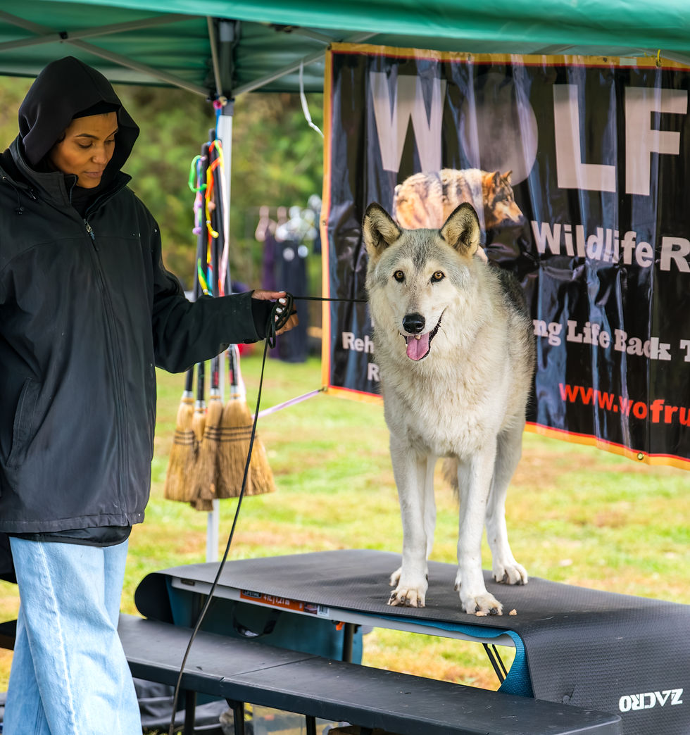 🌑🐺 Spirit of the Wolves: A Night of Wild Wisdom at Wildside Winery