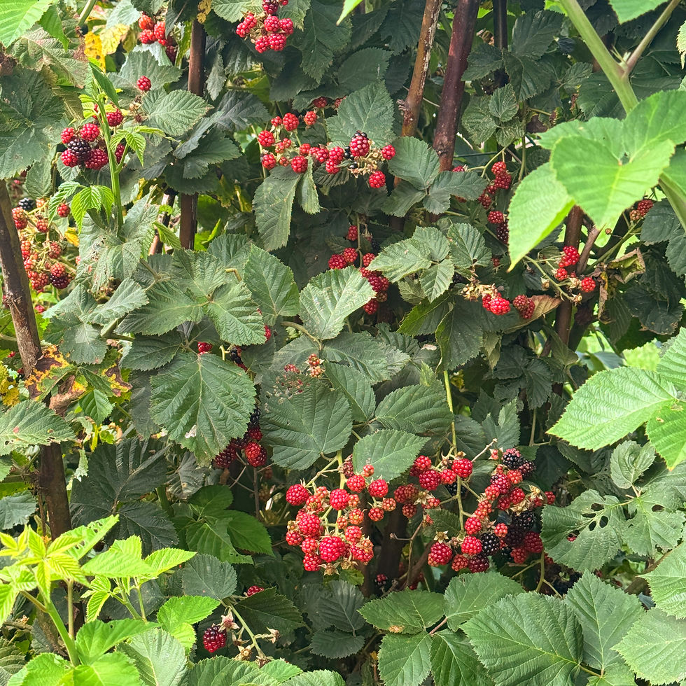 Blackberry bushes loaded with berries at Wildside Winery.