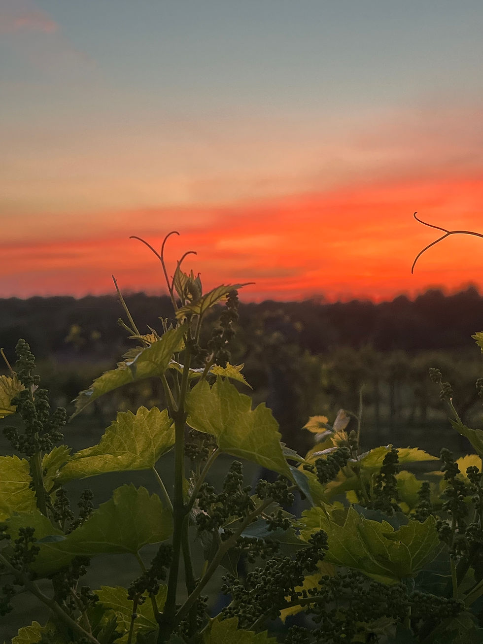 Sunset over the Wildside Winery vineyard.