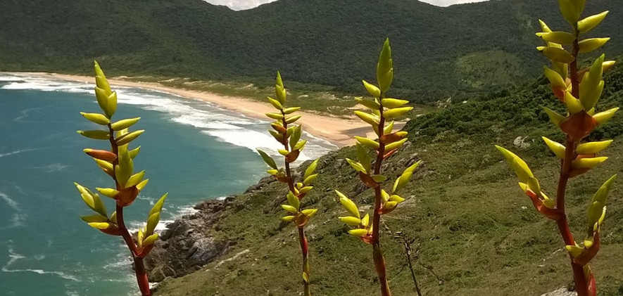 bromélia Lagoinha do Leste
