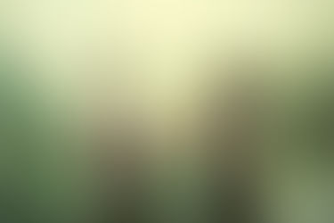 In the depths of the forest