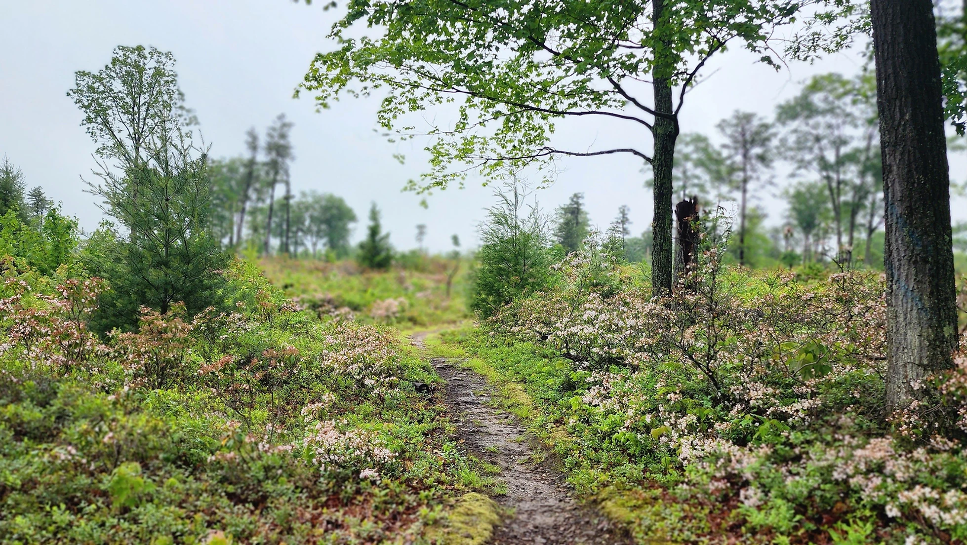 Dutch Alvin Trail