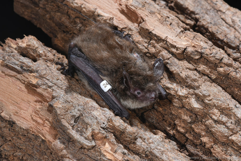 ClearWater Conservancy Conserves Crucial Bat Habitat