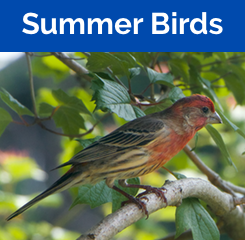 Summer Birds