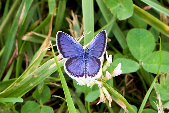 Pollinators